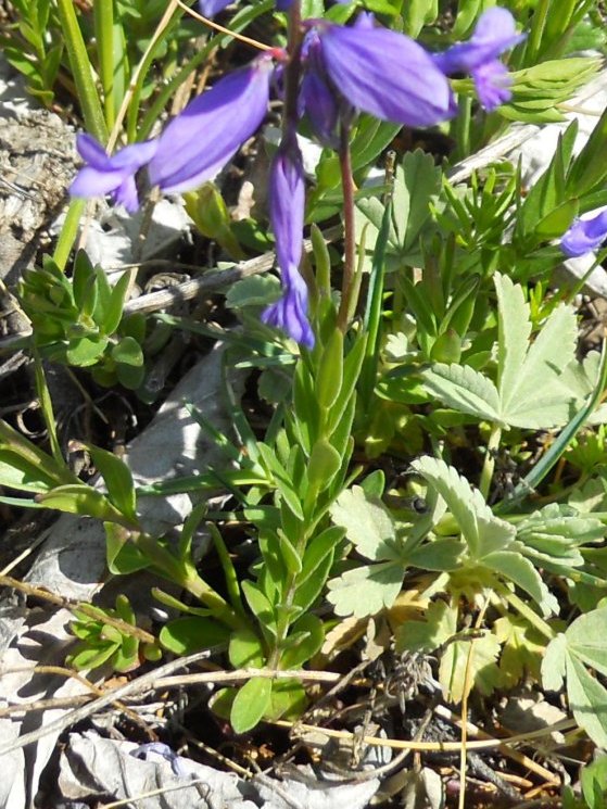 Polygala major / Poligala maggiore